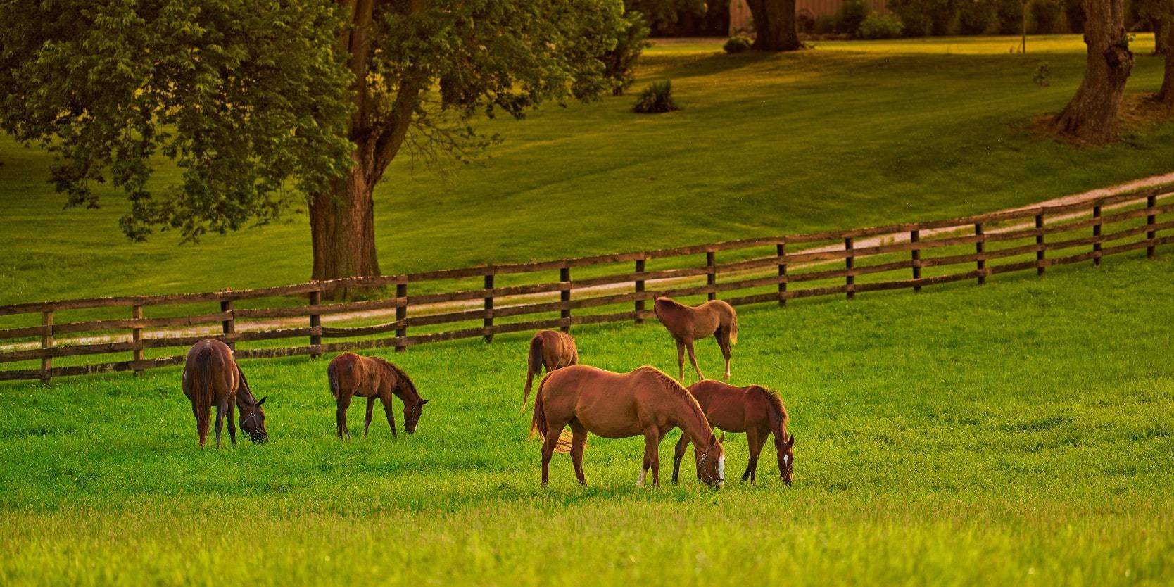 Horses grazing in a pasture on a horse farm in Paris, Kentucky